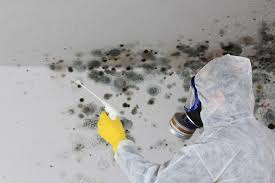 Reliable Mesita, NM Mold Prevention & Removal  Solutions